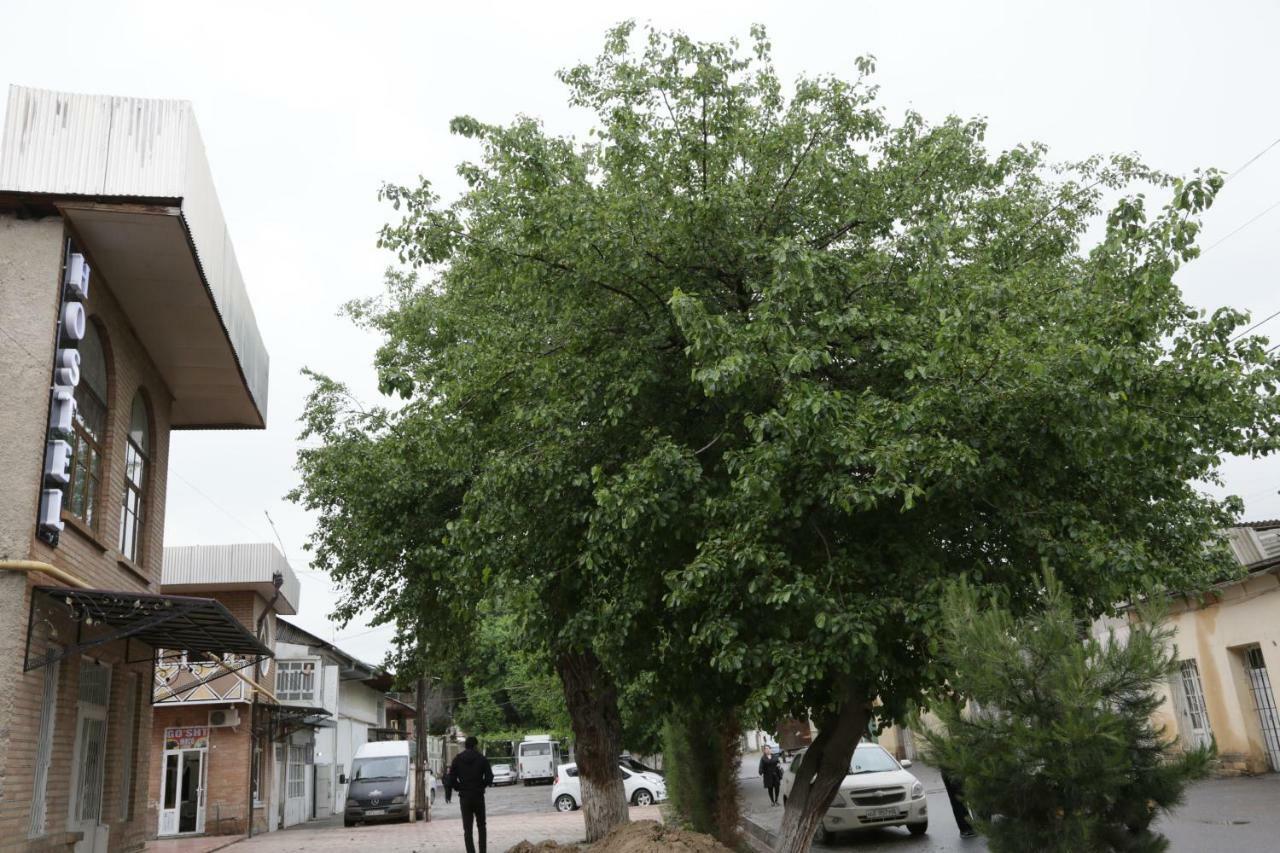 Gulsara Hostel سمرقند المظهر الخارجي الصورة